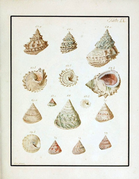 Belustigung im Reiche der Natur /.Hamburg :bei den Gebruden Herold,1790.. |  | Vintage Print Reproduction 460369