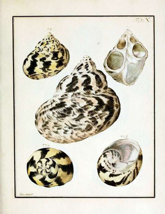 Belustigung im Reiche der Natur /.Hamburg :bei den Gebruden Herold,1790.. |  | Vintage Print Reproduction 460370