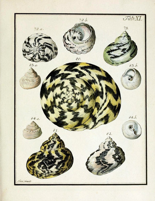 Belustigung im Reiche der Natur /.Hamburg :bei den Gebruden Herold,1790.. |  | Vintage Print Reproduction 460371