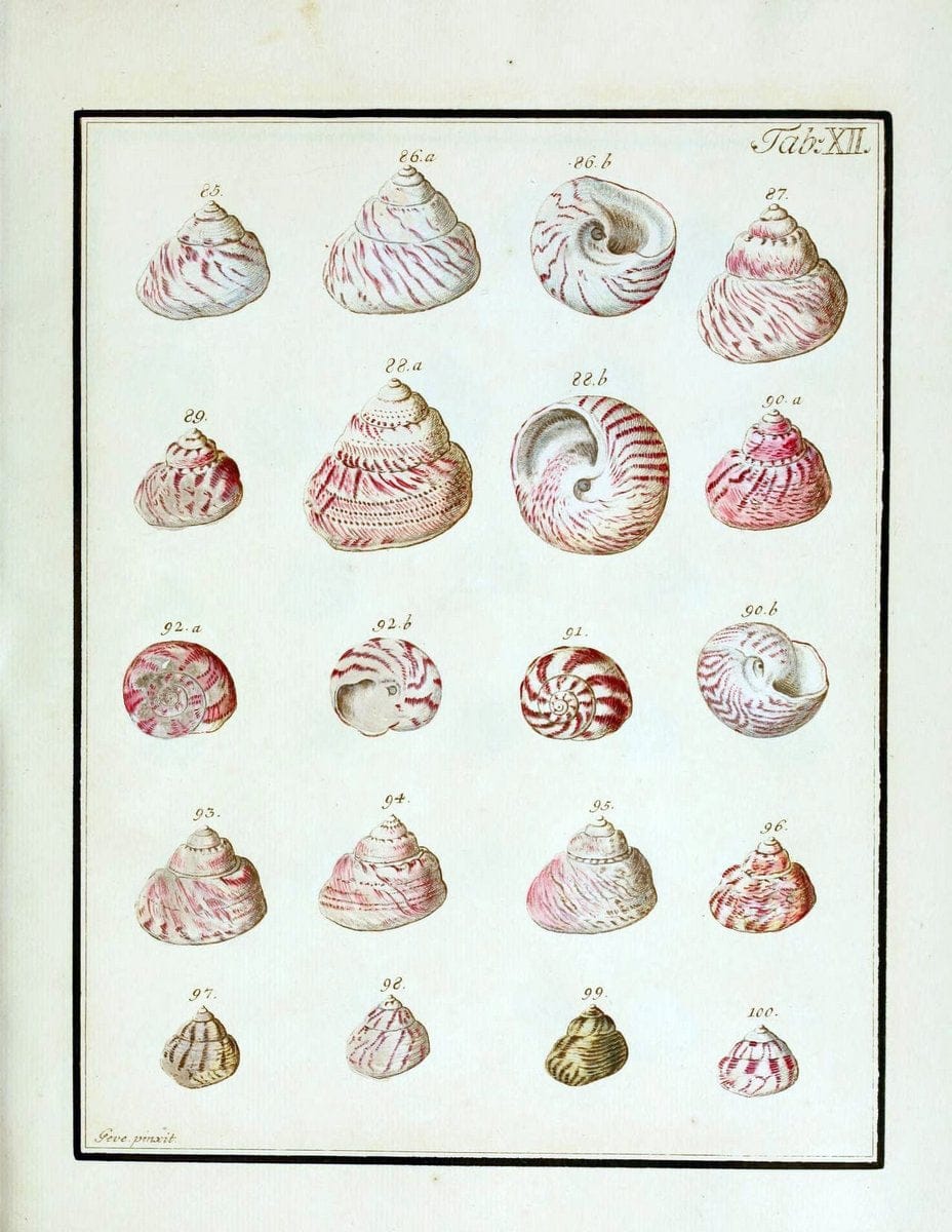 Belustigung im Reiche der Natur /.Hamburg :bei den Gebruden Herold,1790.. |  | Vintage Print Reproduction 460372