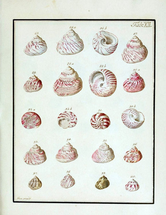 Belustigung im Reiche der Natur /.Hamburg :bei den Gebruden Herold,1790.. |  | Vintage Print Reproduction 460372