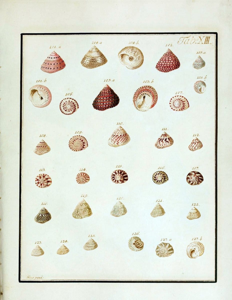 Belustigung im Reiche der Natur /.Hamburg :bei den Gebruden Herold,1790.. |  | Vintage Print Reproduction 460373