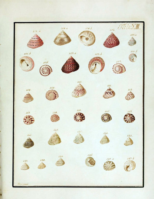 Belustigung im Reiche der Natur /.Hamburg :bei den Gebruden Herold,1790.. |  | Vintage Print Reproduction 460373