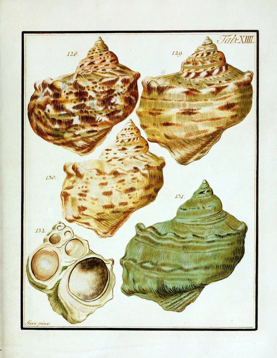 Belustigung im Reiche der Natur /.Hamburg :bei den Gebruden Herold,1790.. |  | Vintage Print Reproduction 460374