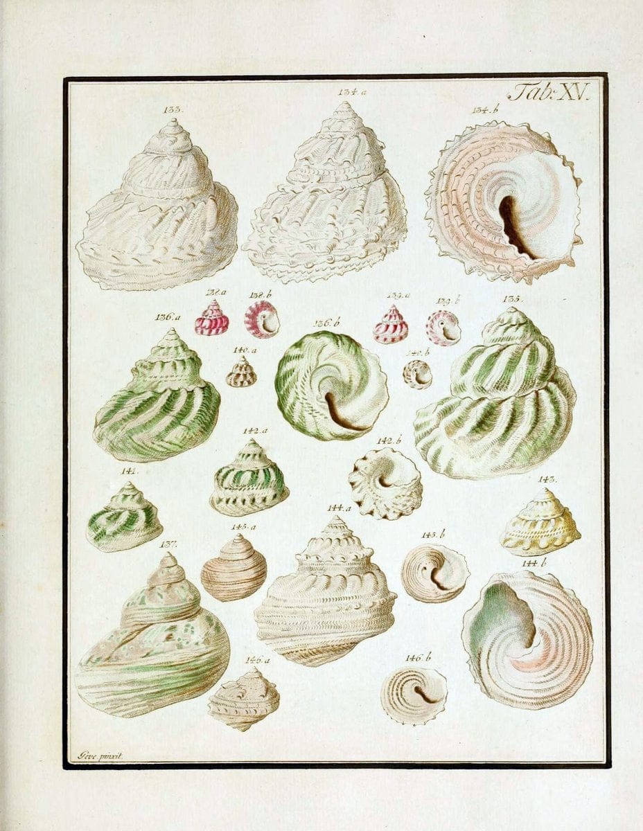 Belustigung im Reiche der Natur /.Hamburg :bei den Gebruden Herold,1790.. |  | Vintage Print Reproduction 460375