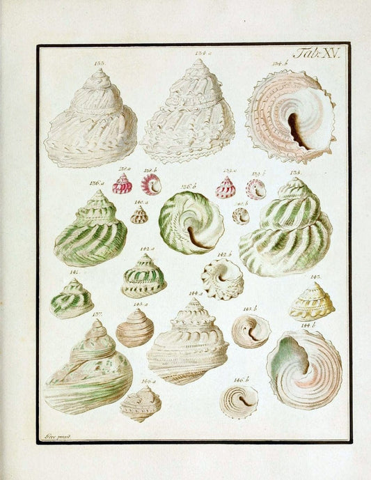 Belustigung im Reiche der Natur /.Hamburg :bei den Gebruden Herold,1790.. |  | Vintage Print Reproduction 460375