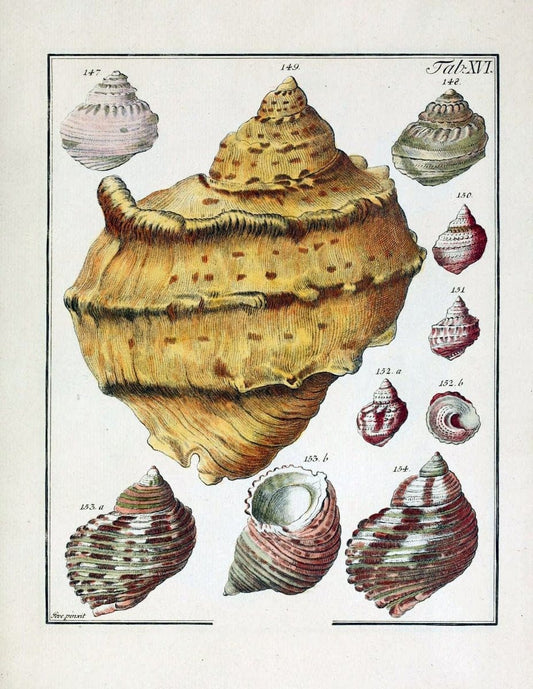 Belustigung im Reiche der Natur /.Hamburg :bei den Gebruden Herold,1790.. |  | Vintage Print Reproduction 460376