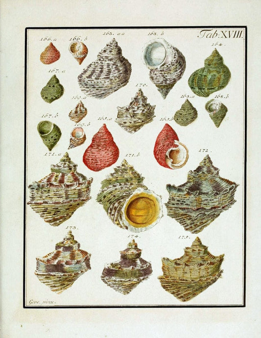 Belustigung im Reiche der Natur /.Hamburg :bei den Gebruden Herold,1790.. |  | Vintage Print Reproduction 460378
