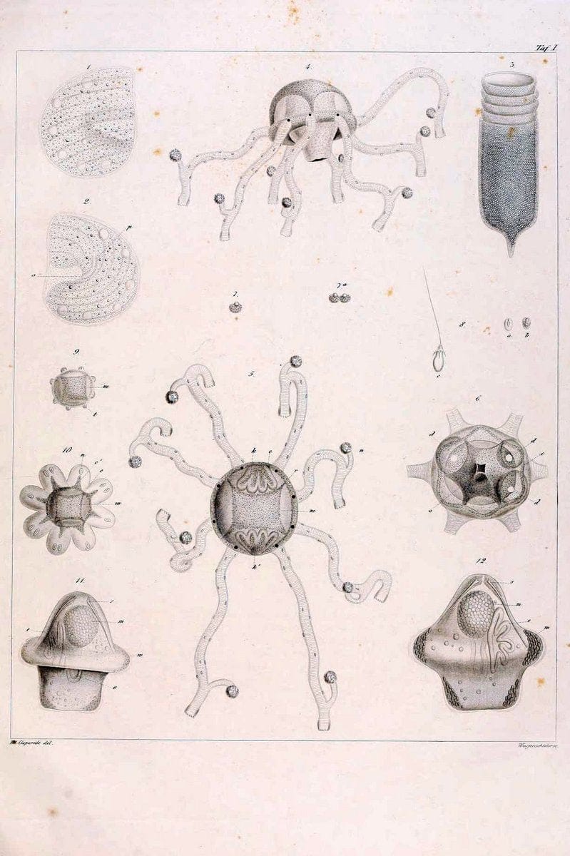 Beobachtungen Ã¼ber Anatomie und Entwicklungsgeschichte wirbelloser Thiere :.Leipzig : W | Anatomy France Invertebrates "Marine invertebrates" Normandy  | Vintage Print Reproduction 460379