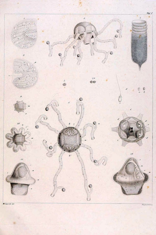 Beobachtungen Ã¼ber Anatomie und Entwicklungsgeschichte wirbelloser Thiere :.Leipzig : W | Anatomy France Invertebrates "Marine invertebrates" Normandy  | Vintage Print Reproduction 460379