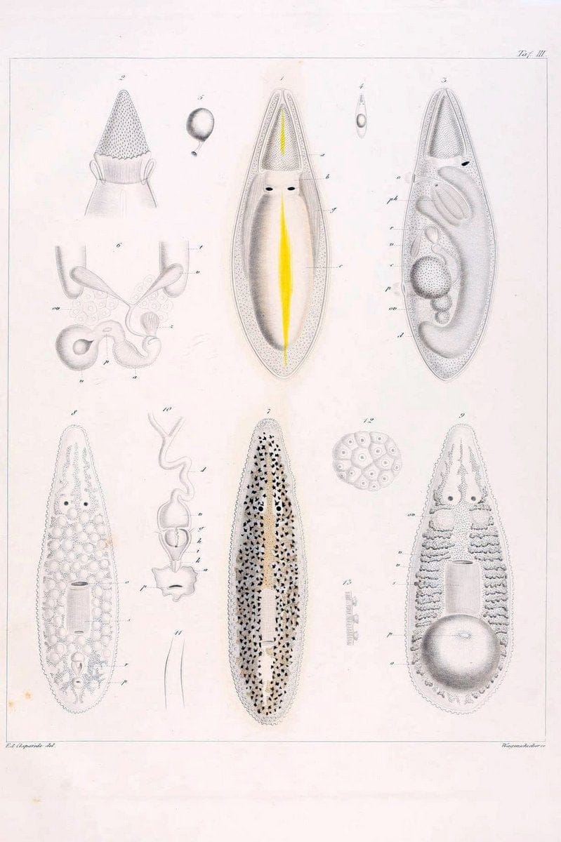 Beobachtungen Ã¼ber Anatomie und Entwicklungsgeschichte wirbelloser Thiere :.Leipzig : W | Anatomy France Invertebrates "Marine invertebrates" Normandy  | Vintage Print Reproduction 460381