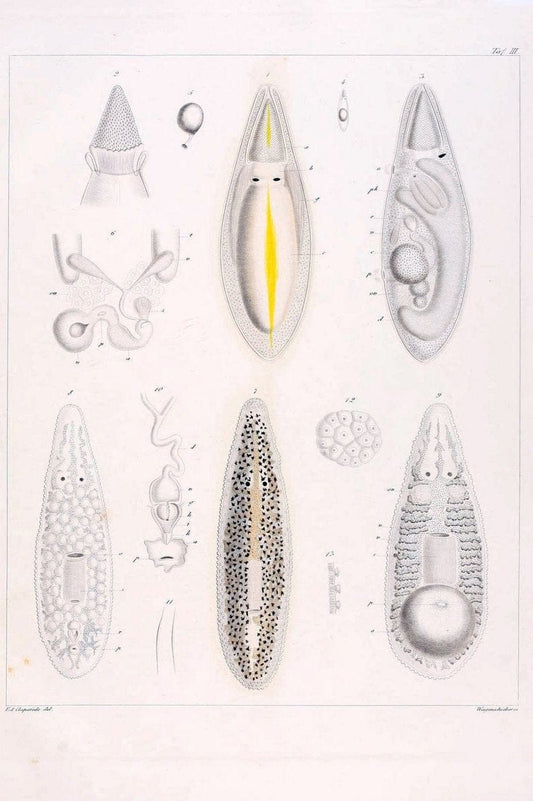 Beobachtungen Ã¼ber Anatomie und Entwicklungsgeschichte wirbelloser Thiere :.Leipzig : W | Anatomy France Invertebrates "Marine invertebrates" Normandy  | Vintage Print Reproduction 460381