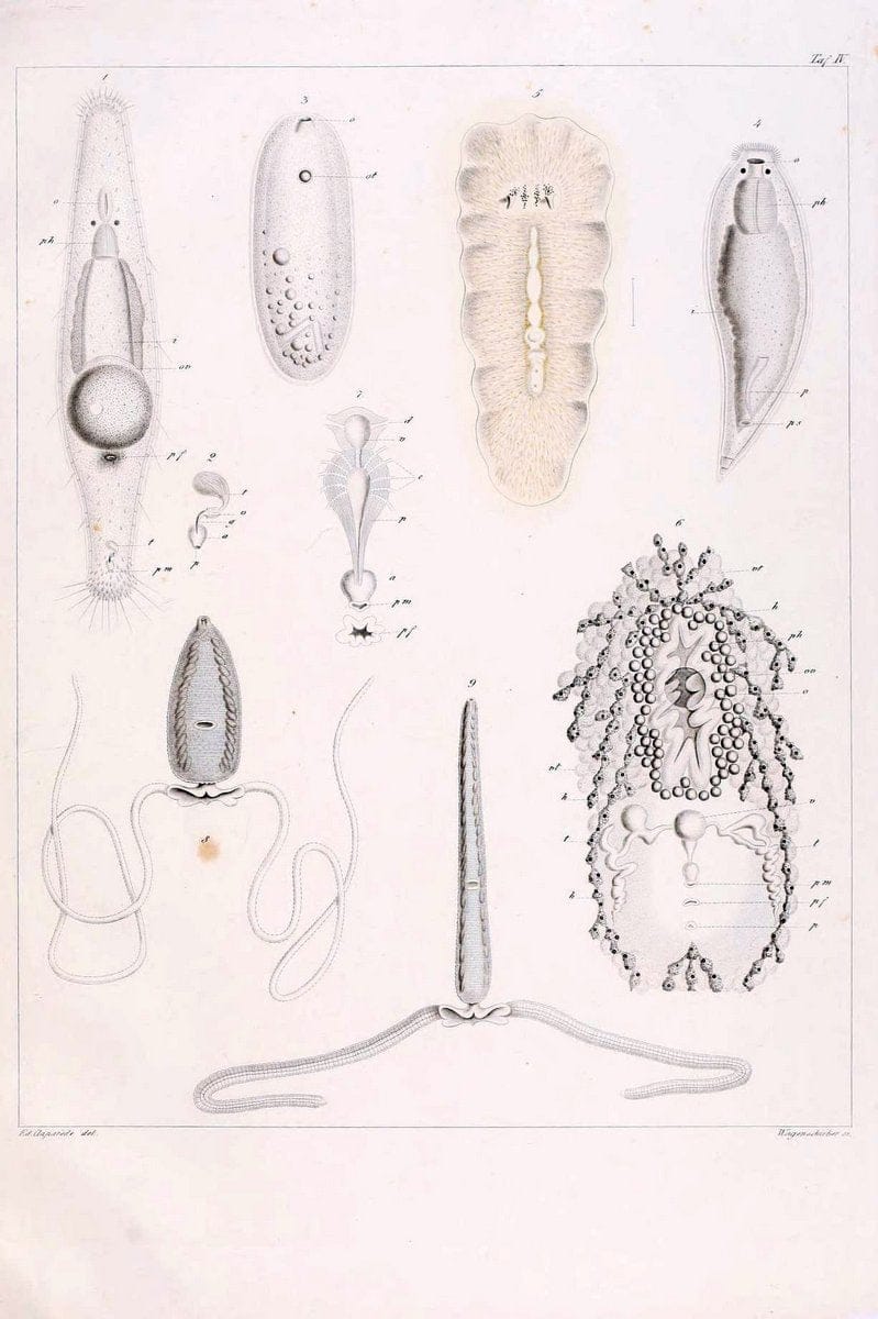 Beobachtungen Ã¼ber Anatomie und Entwicklungsgeschichte wirbelloser Thiere :.Leipzig : W | Anatomy France Invertebrates "Marine invertebrates" Normandy  | Vintage Print Reproduction 460382
