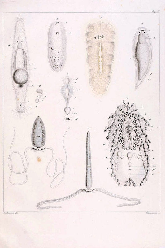 Beobachtungen Ã¼ber Anatomie und Entwicklungsgeschichte wirbelloser Thiere :.Leipzig : W | Anatomy France Invertebrates "Marine invertebrates" Normandy  | Vintage Print Reproduction 460382