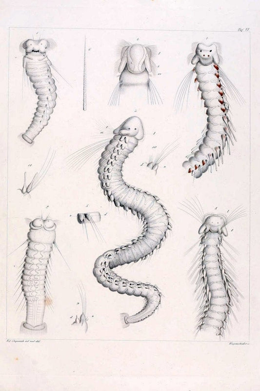 Beobachtungen Ã¼ber Anatomie und Entwicklungsgeschichte wirbelloser Thiere :.Leipzig : W | Anatomy France Invertebrates "Marine invertebrates" Normandy  | Vintage Print Reproduction 460384