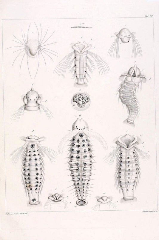 Beobachtungen Ã¼ber Anatomie und Entwicklungsgeschichte wirbelloser Thiere :.Leipzig : W | Anatomy France Invertebrates "Marine invertebrates" Normandy  | Vintage Print Reproduction 460385
