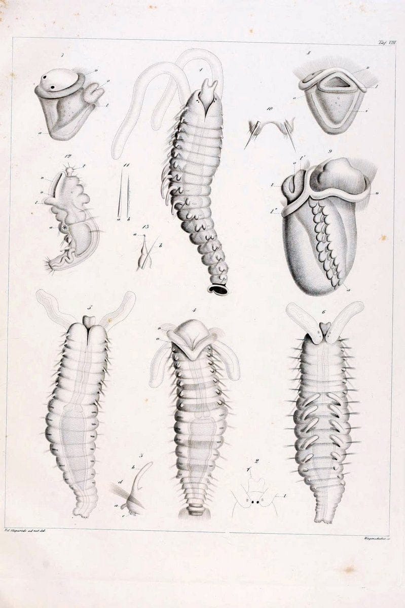 Beobachtungen Ã¼ber Anatomie und Entwicklungsgeschichte wirbelloser Thiere :.Leipzig : W | Anatomy France Invertebrates "Marine invertebrates" Normandy  | Vintage Print Reproduction 460386