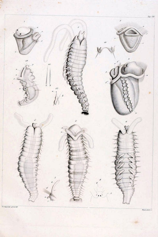 Beobachtungen Ã¼ber Anatomie und Entwicklungsgeschichte wirbelloser Thiere :.Leipzig : W | Anatomy France Invertebrates "Marine invertebrates" Normandy  | Vintage Print Reproduction 460386