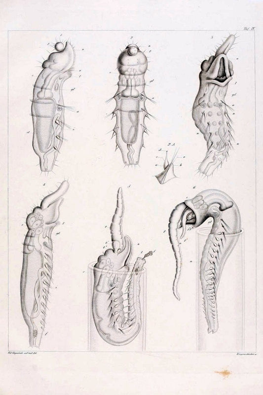 Beobachtungen Ã¼ber Anatomie und Entwicklungsgeschichte wirbelloser Thiere :.Leipzig : W | Anatomy France Invertebrates "Marine invertebrates" Normandy  | Vintage Print Reproduction 460387