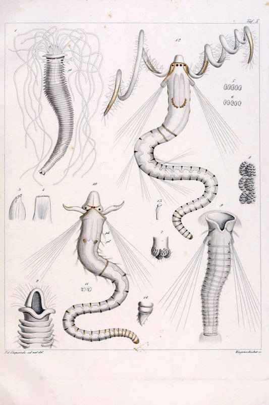 Beobachtungen Ã¼ber Anatomie und Entwicklungsgeschichte wirbelloser Thiere :.Leipzig : W | Anatomy France Invertebrates "Marine invertebrates" Normandy  | Vintage Print Reproduction 460388