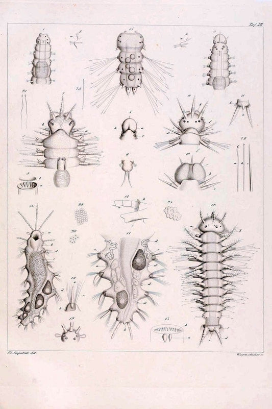 Beobachtungen Ã¼ber Anatomie und Entwicklungsgeschichte wirbelloser Thiere :.Leipzig : W | Anatomy France Invertebrates "Marine invertebrates" Normandy  | Vintage Print Reproduction 460390