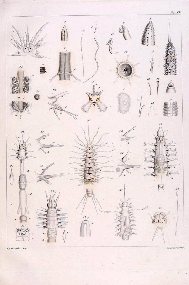 Beobachtungen Ã¼ber Anatomie und Entwicklungsgeschichte wirbelloser Thiere :.Leipzig : W | Anatomy France Invertebrates "Marine invertebrates" Normandy  | Vintage Print Reproduction 460391