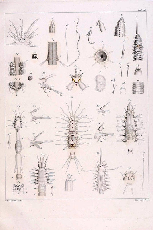 Beobachtungen Ã¼ber Anatomie und Entwicklungsgeschichte wirbelloser Thiere :.Leipzig : W | Anatomy France Invertebrates "Marine invertebrates" Normandy  | Vintage Print Reproduction 460391