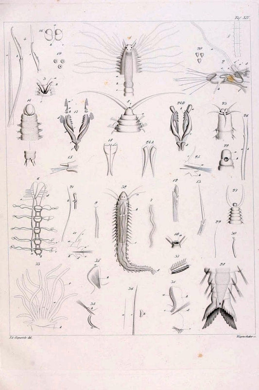 Beobachtungen Ã¼ber Anatomie und Entwicklungsgeschichte wirbelloser Thiere :.Leipzig : W | Anatomy France Invertebrates "Marine invertebrates" Normandy  | Vintage Print Reproduction 460392