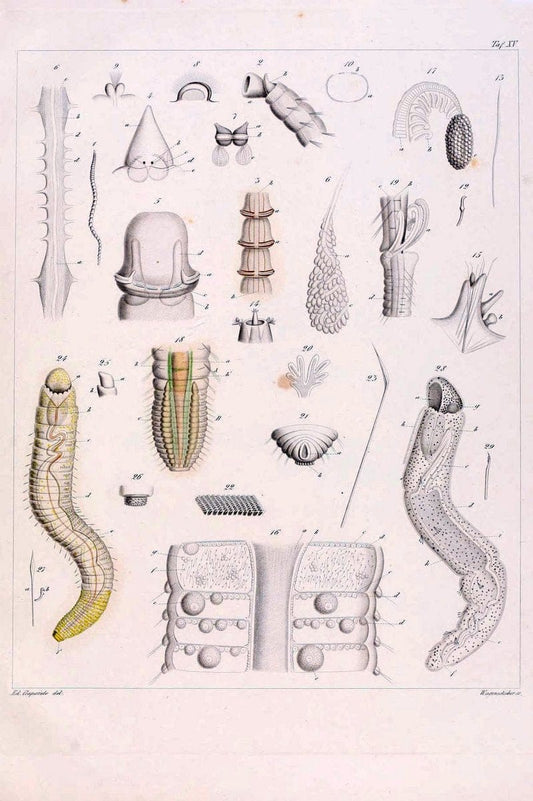 Beobachtungen Ã¼ber Anatomie und Entwicklungsgeschichte wirbelloser Thiere :.Leipzig : W | Anatomy France Invertebrates "Marine invertebrates" Normandy  | Vintage Print Reproduction 460393