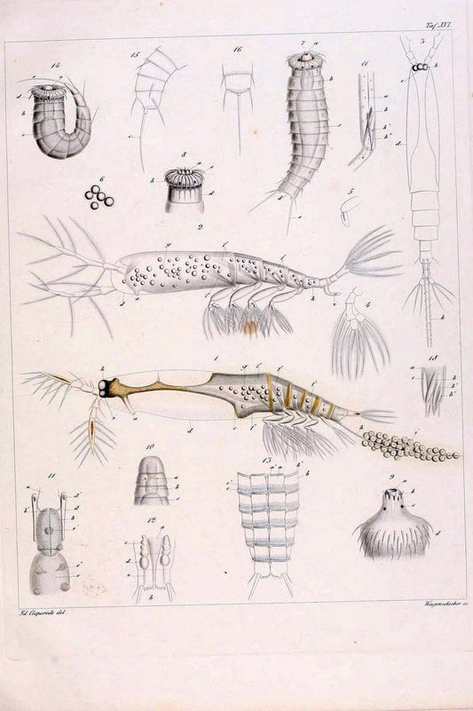 Beobachtungen Ã¼ber Anatomie und Entwicklungsgeschichte wirbelloser Thiere :.Leipzig : W | Anatomy France Invertebrates "Marine invertebrates" Normandy  | Vintage Print Reproduction 460394