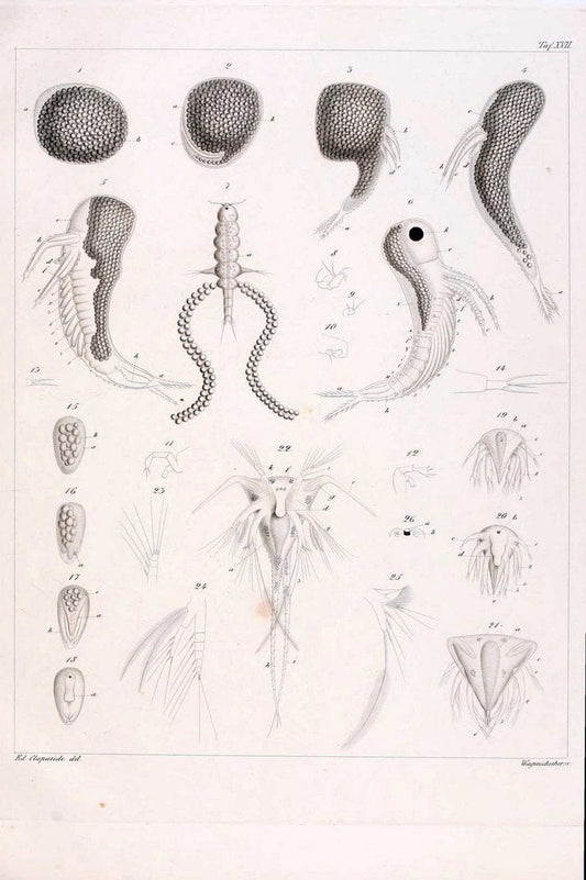 Beobachtungen Ã¼ber Anatomie und Entwicklungsgeschichte wirbelloser Thiere :.Leipzig : W | Anatomy France Invertebrates "Marine invertebrates" Normandy  | Vintage Print Reproduction 460395