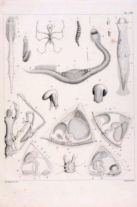 Beobachtungen Ã¼ber Anatomie und Entwicklungsgeschichte wirbelloser Thiere :.Leipzig : W | Anatomy France Invertebrates "Marine invertebrates" Normandy  | Vintage Print Reproduction 460396