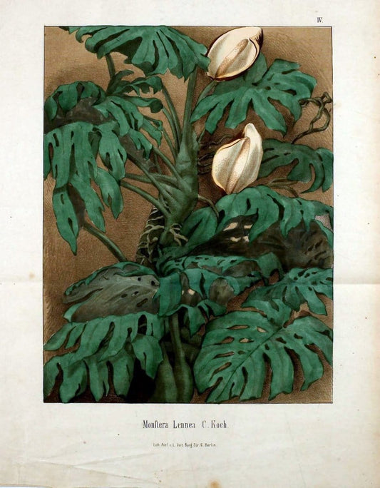Berliner allgemeine Gartenzeitung.  |  | Vintage Print Reproduction 460409