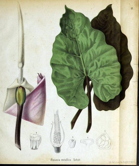 Berliner allgemeine Gartenzeitung.  |  | Vintage Print Reproduction 460413