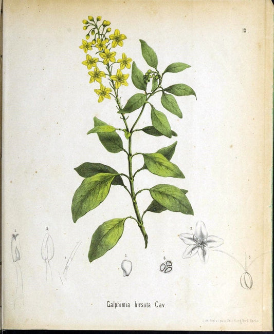 Berliner allgemeine Gartenzeitung.  |  | Vintage Print Reproduction 460414