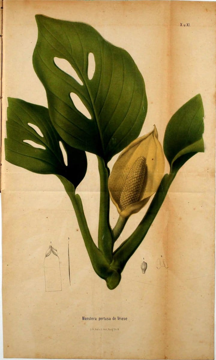 Berliner allgemeine Gartenzeitung.  |  | Vintage Print Reproduction 460415