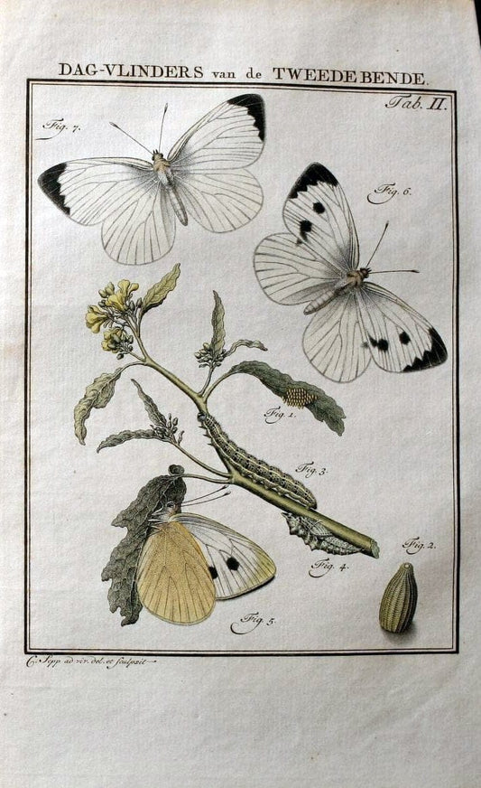 Beschouwing der wonderen Gods :.Amsterdam :J.C. Sepp,[1762-1860]. |  | Vintage Print Reproduction 460417