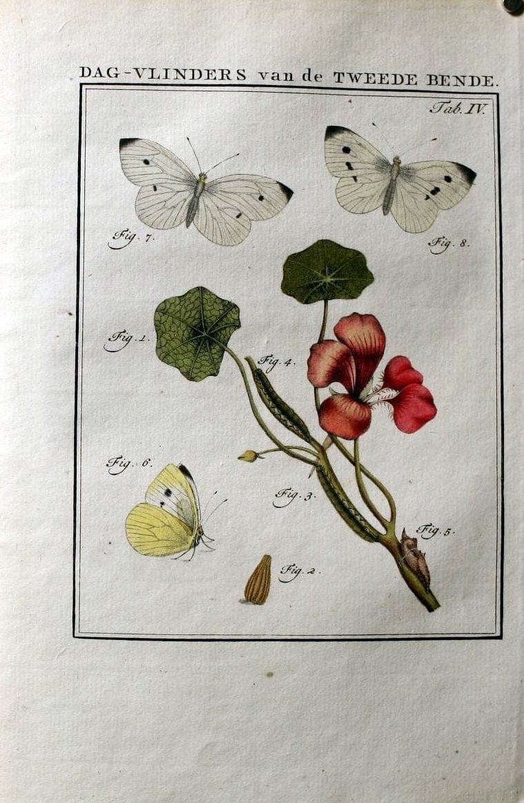 Beschouwing der wonderen Gods :.Amsterdam :J.C. Sepp,[1762-1860]. |  | Vintage Print Reproduction 460419
