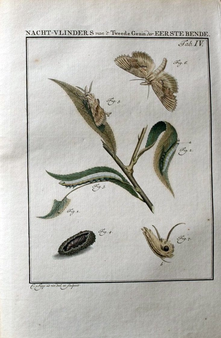 Beschouwing der wonderen Gods :.Amsterdam :J.C. Sepp,[1762-1860]. |  | Vintage Print Reproduction 460429