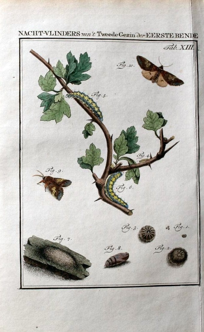 Beschouwing der wonderen Gods :.Amsterdam :J.C. Sepp,[1762-1860]. |  | Vintage Print Reproduction 460438