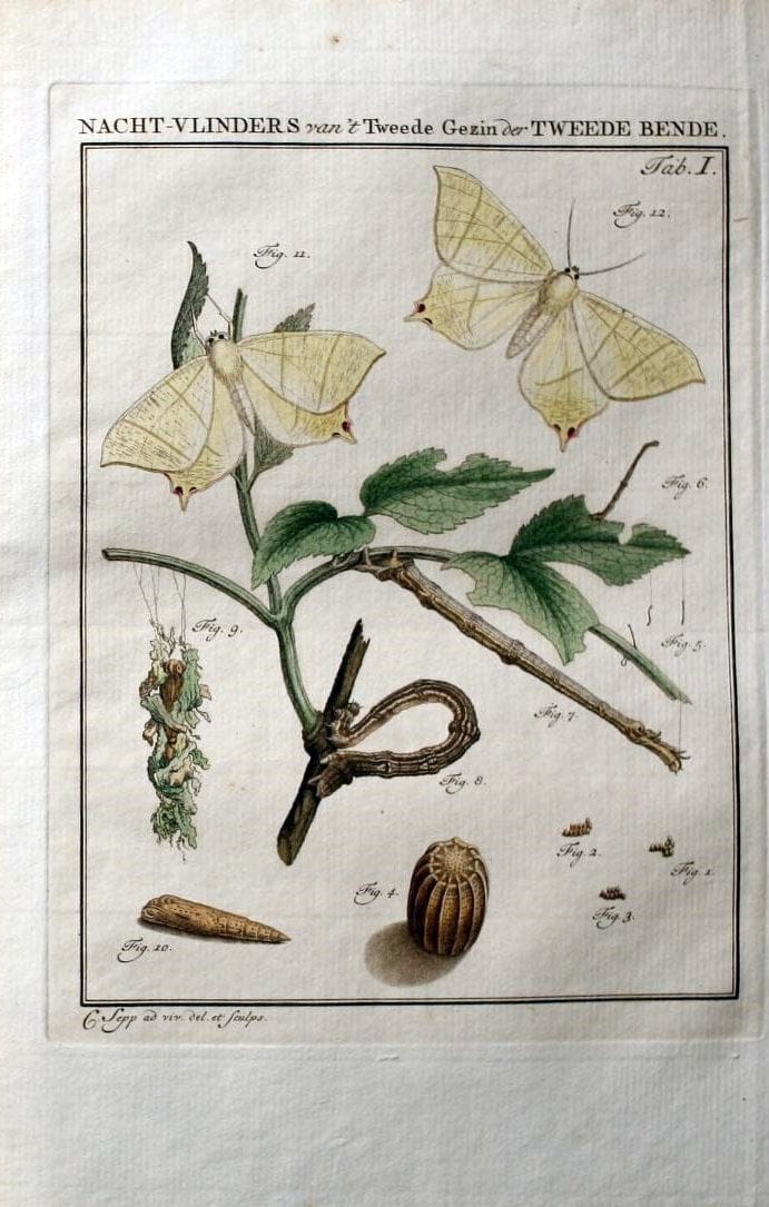 Beschouwing der wonderen Gods :.Amsterdam :J.C. Sepp,[1762-1860]. |  | Vintage Print Reproduction 460441