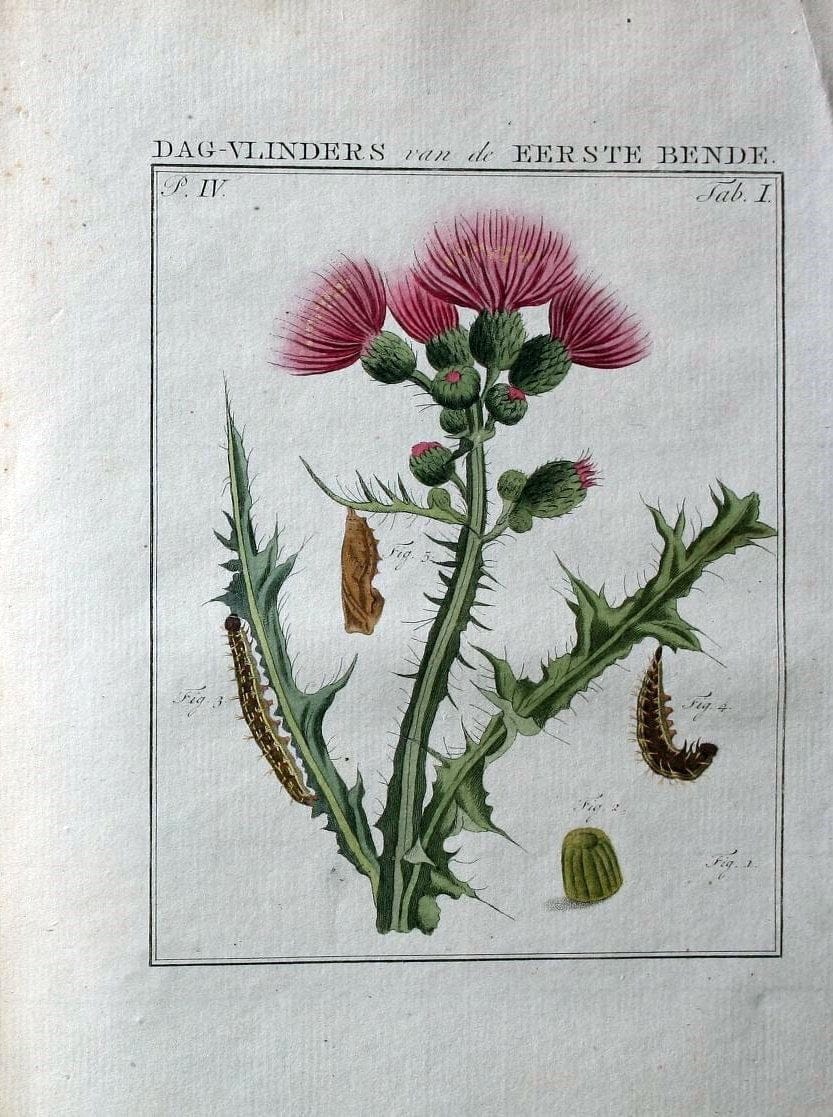 Beschouwing der wonderen Gods :.Amsterdam :J.C. Sepp,[1762-1860]. |  | Vintage Print Reproduction 460444
