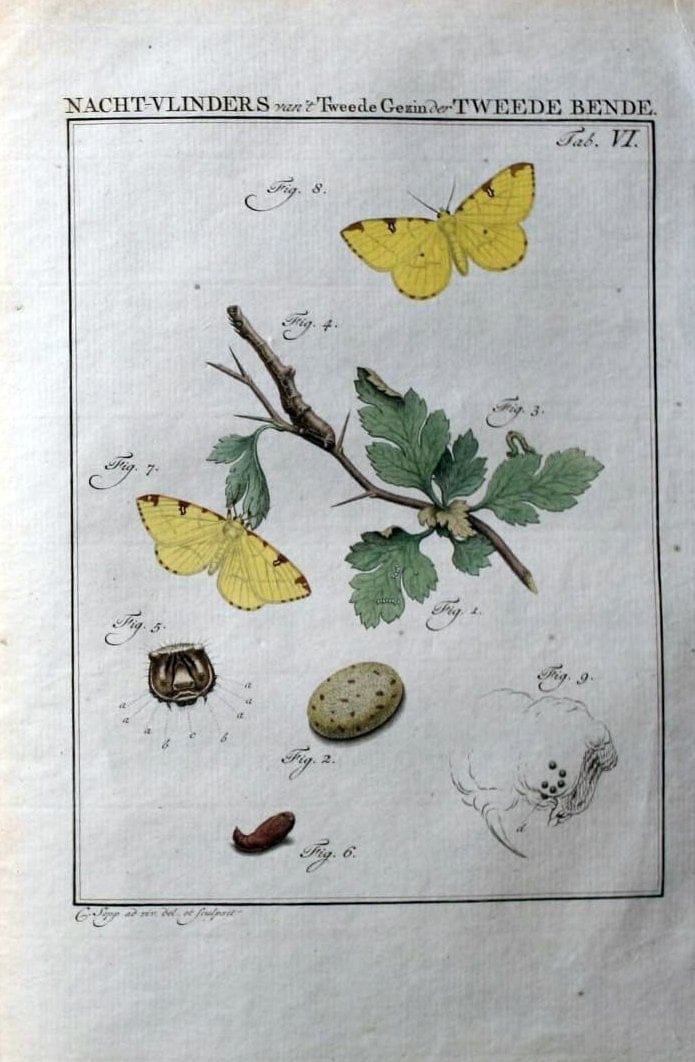Beschouwing der wonderen Gods :.Amsterdam :J.C. Sepp,[1762-1860]. |  | Vintage Print Reproduction 460447
