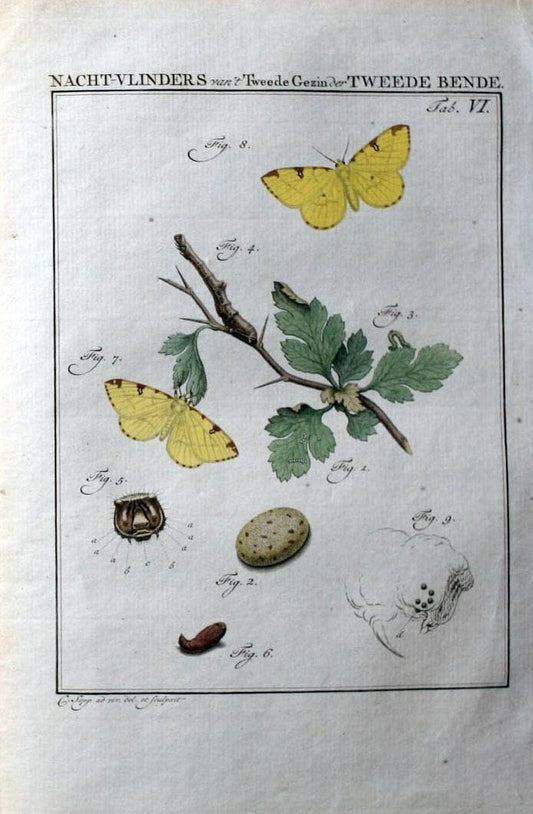 Beschouwing der wonderen Gods :.Amsterdam :J.C. Sepp,[1762-1860]. |  | Vintage Print Reproduction 460447