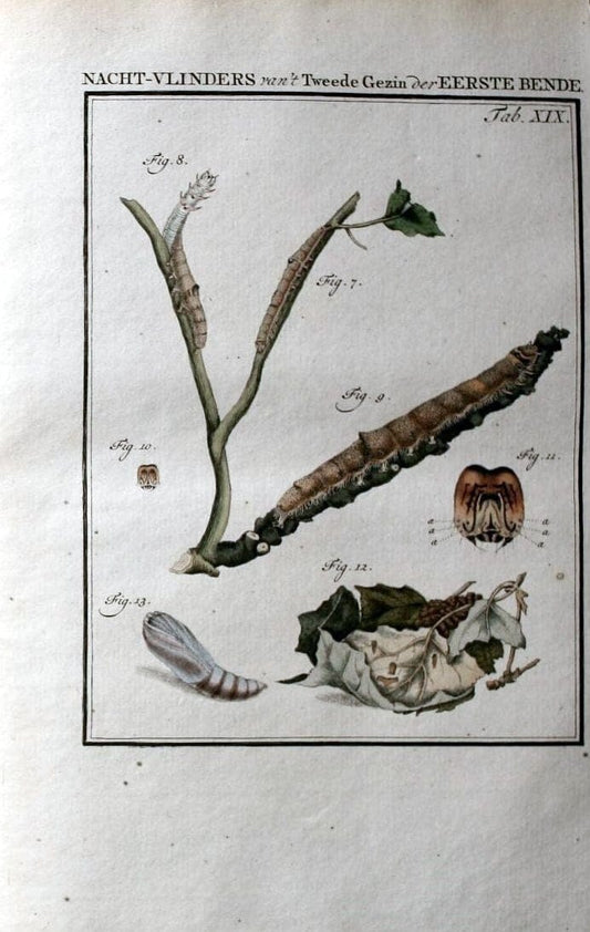 Beschouwing der wonderen Gods :.Amsterdam :J.C. Sepp,[1762-1860]. |  | Vintage Print Reproduction 460453