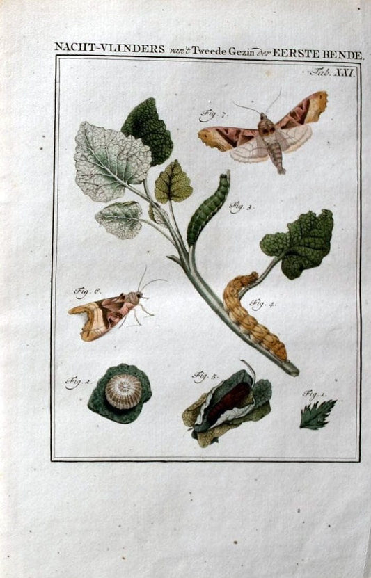 Beschouwing der wonderen Gods :.Amsterdam :J.C. Sepp,[1762-1860]. |  | Vintage Print Reproduction 460457