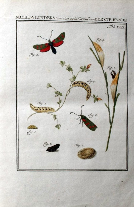 Beschouwing der wonderen Gods :.Amsterdam :J.C. Sepp,[1762-1860]. |  | Vintage Print Reproduction 460458