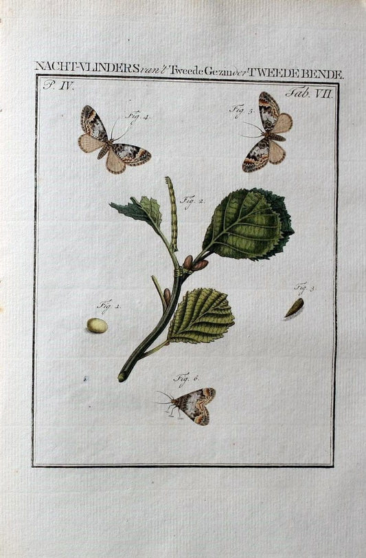 Beschouwing der wonderen Gods :.Amsterdam :J.C. Sepp,[1762-1860]. |  | Vintage Print Reproduction 460467