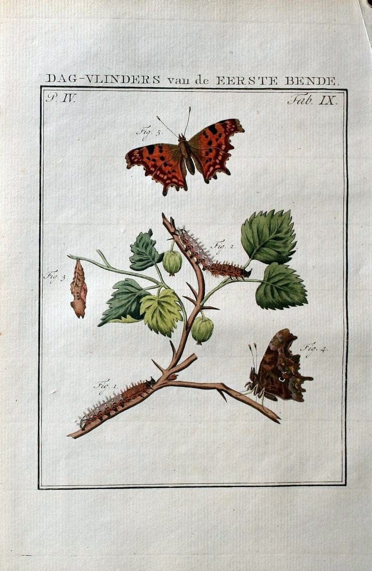 Beschouwing der wonderen Gods :.Amsterdam :J.C. Sepp,[1762-1860]. |  | Vintage Print Reproduction 460471