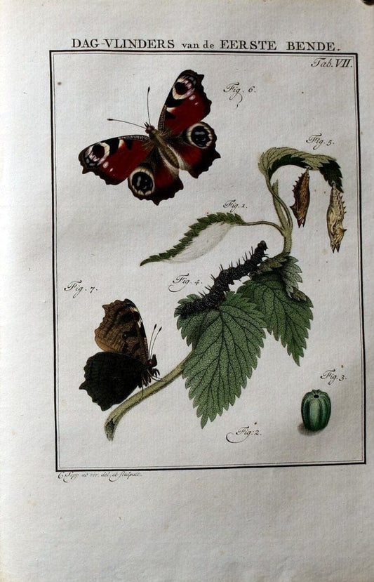 Beschouwing der wonderen Gods :.Amsterdam :J.C. Sepp,[1762-1860]. |  | Vintage Print Reproduction 460476